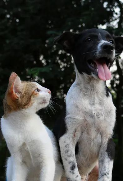 Tabby white cat sitting next to a black and white dog looking up at him in a park.